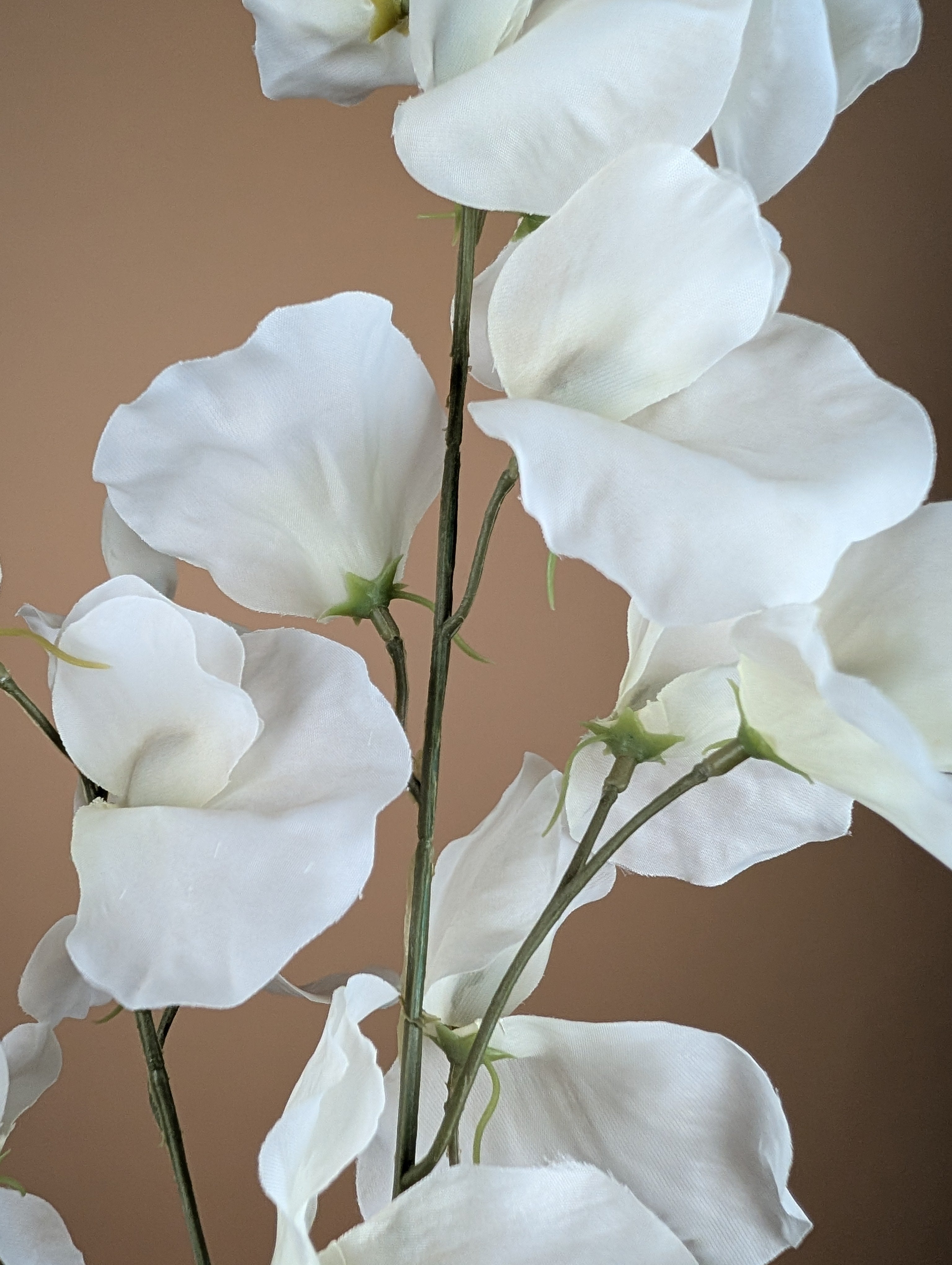 Lathyrus en soie – Crème (75 cm)