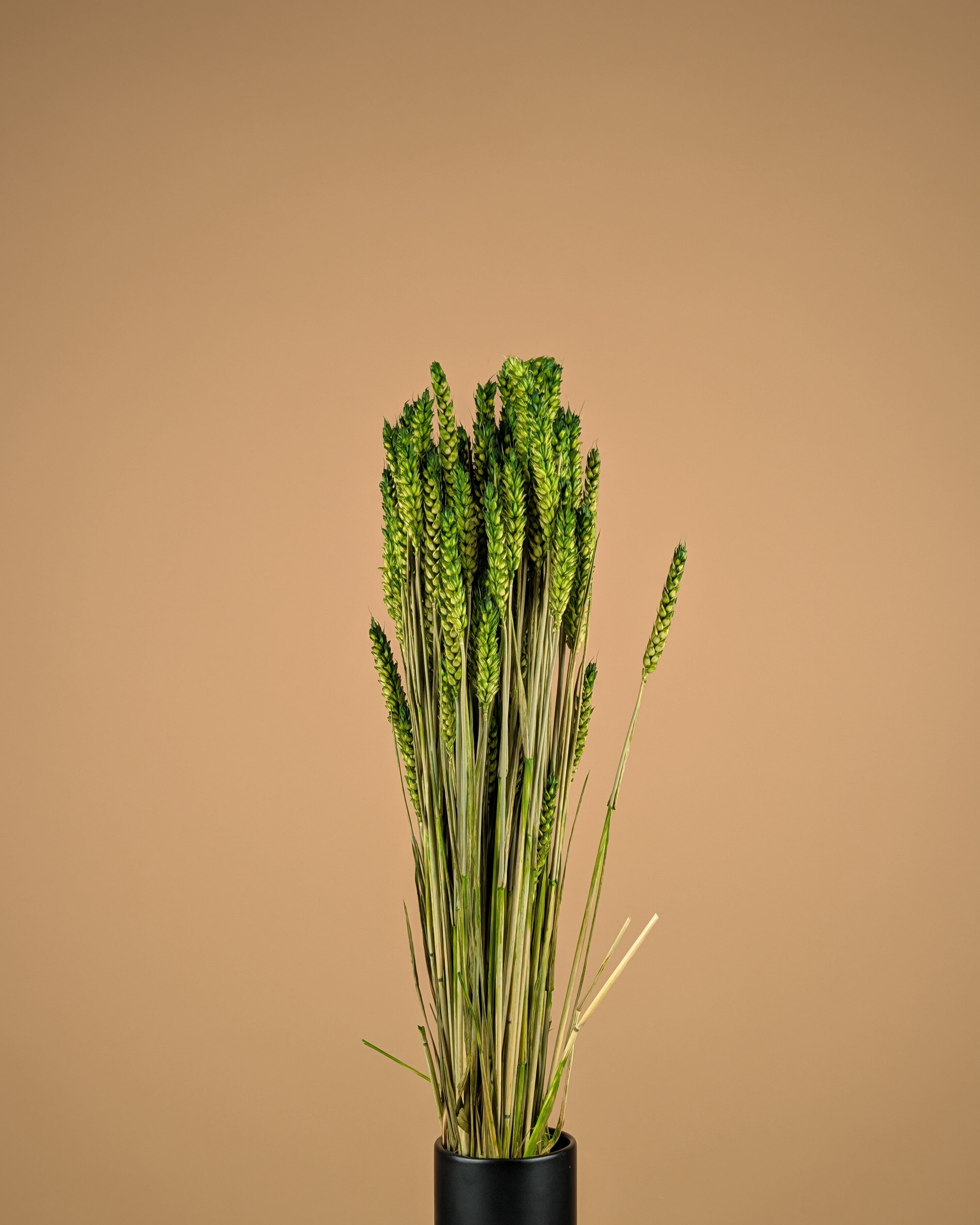 Dried Wheat Green (Triticum)
