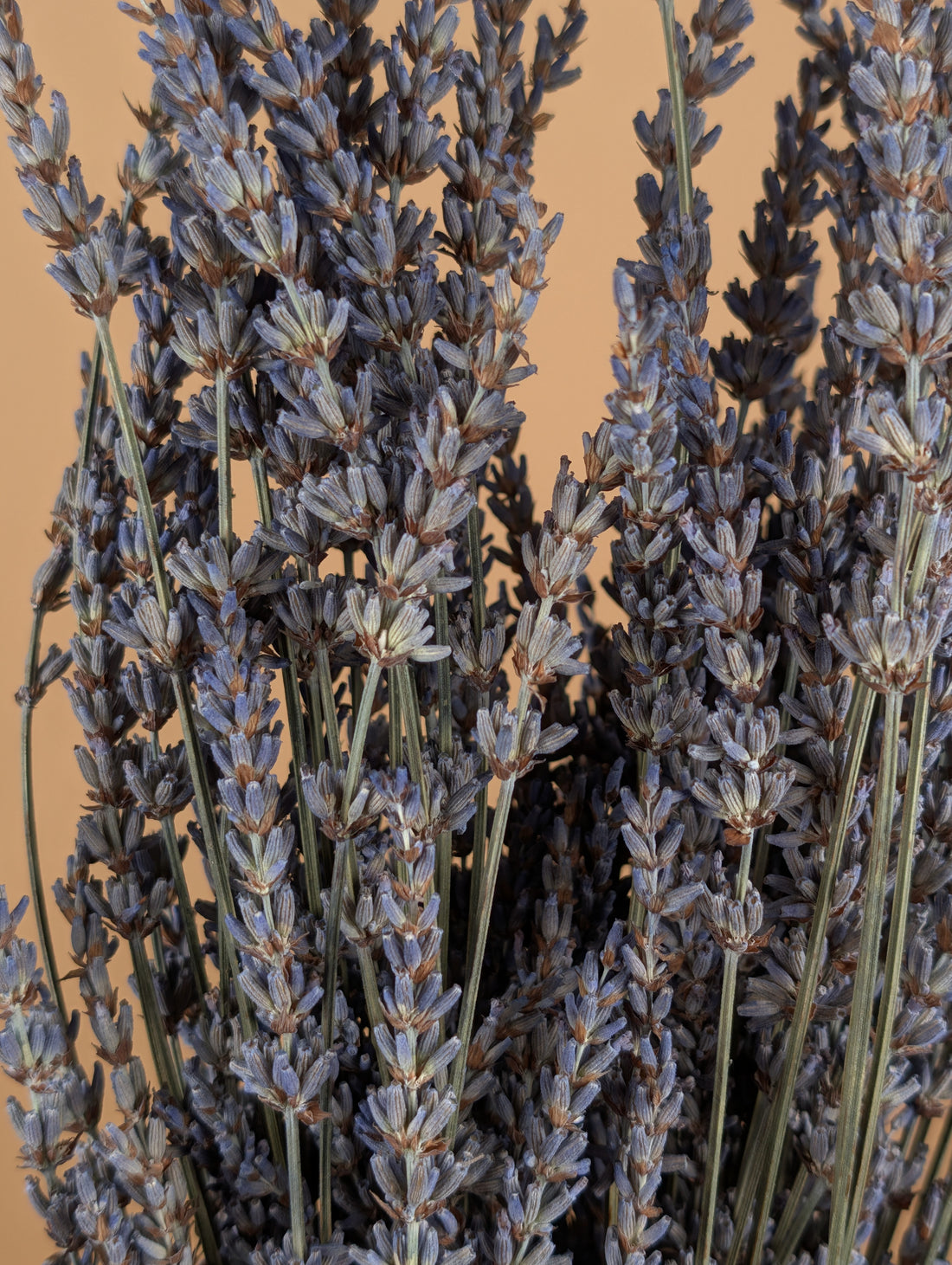 Dried lavender natural blue