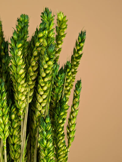 Dried Wheat Green (Triticum)