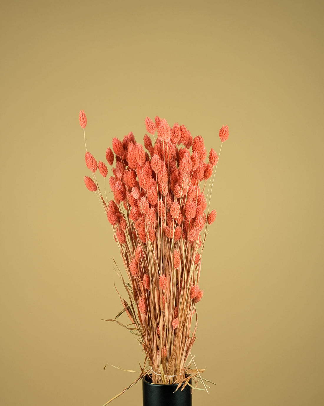 Dried Phalaris colored pink