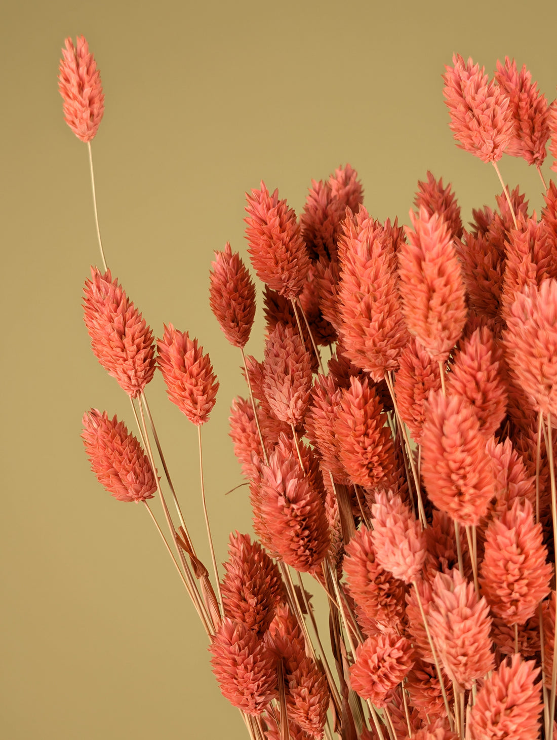 Dried Phalaris colored pink