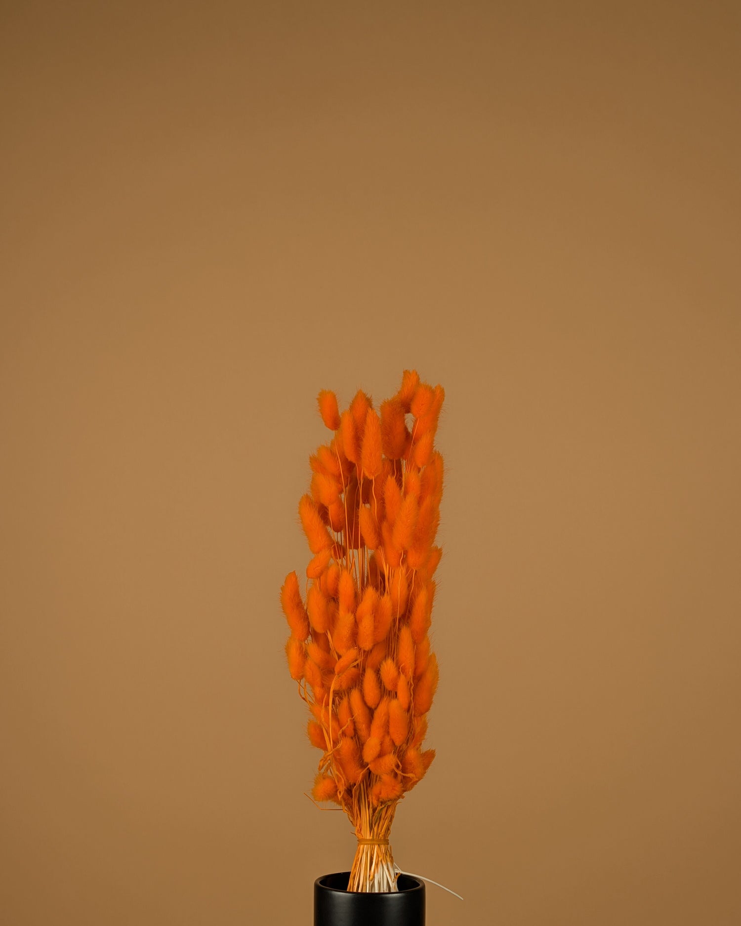 Lagurus séché Ovatus Oranje