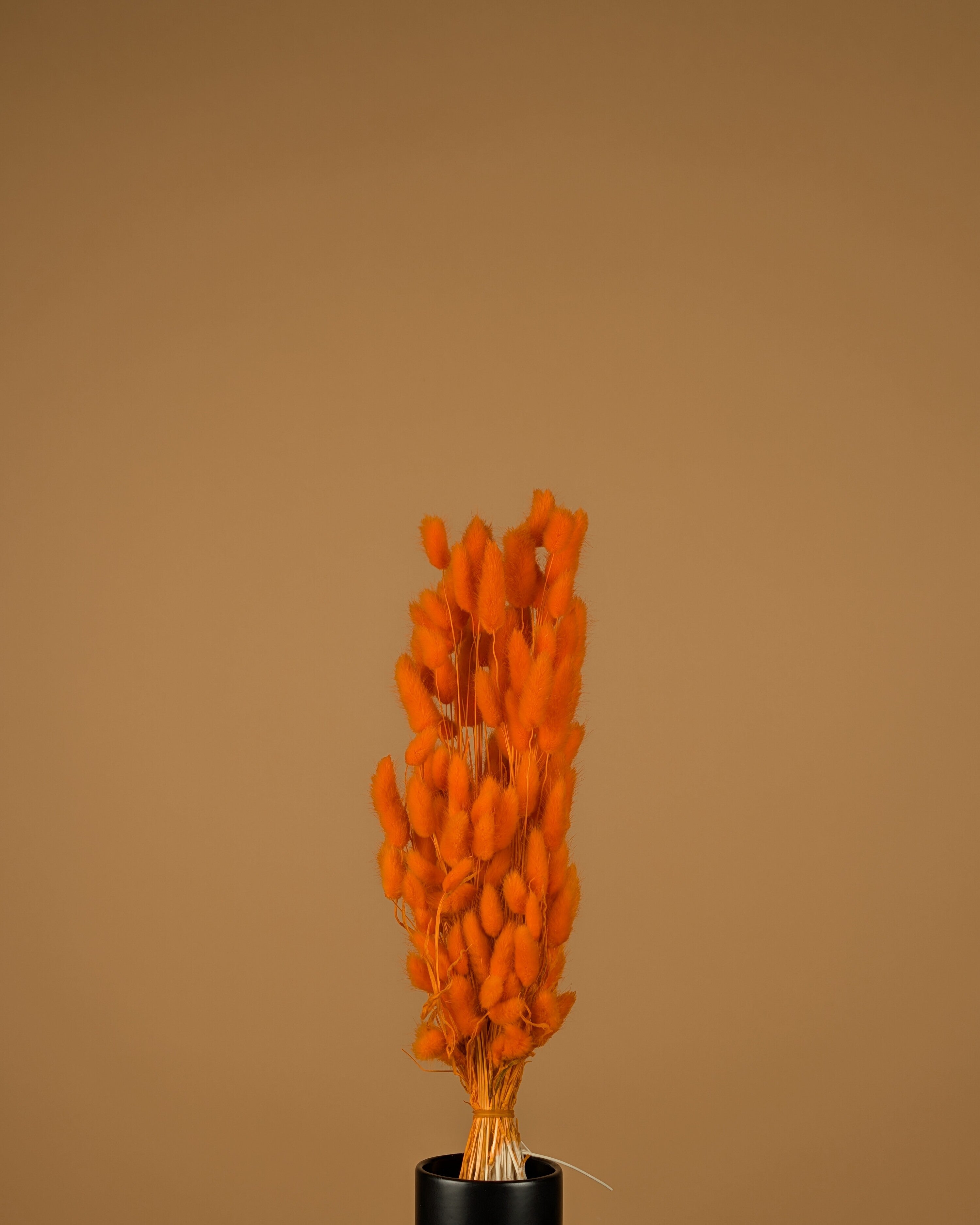 Lagurus séché Ovatus Oranje