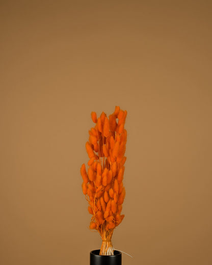 Lagurus séché Ovatus Oranje