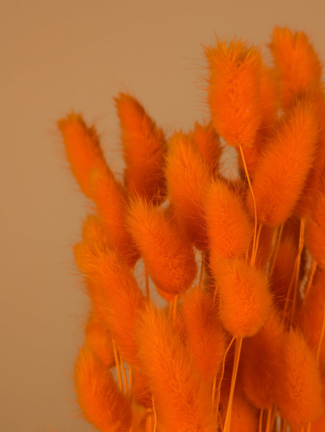 Dried Lagurus Ovatus Oranje