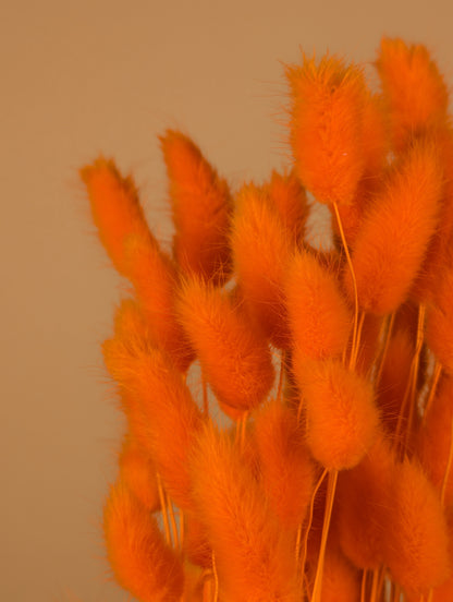 Lagurus séché Ovatus Oranje