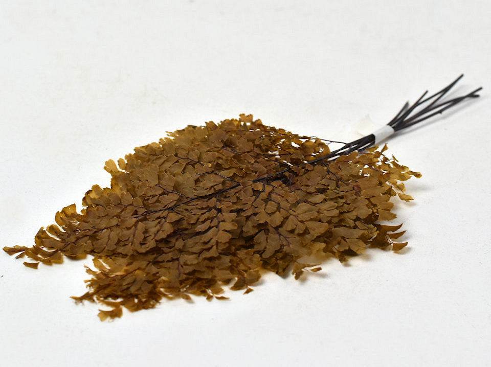 Adianthum Segel H25cm 6st Ockergeel