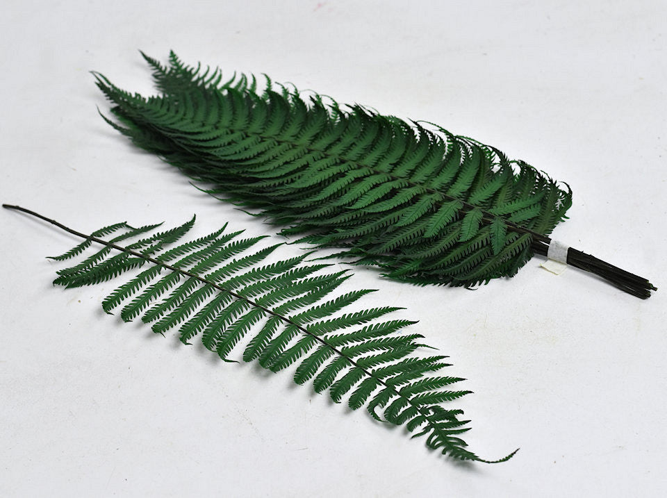 Varen parchemin Fern 40cm 10 pack