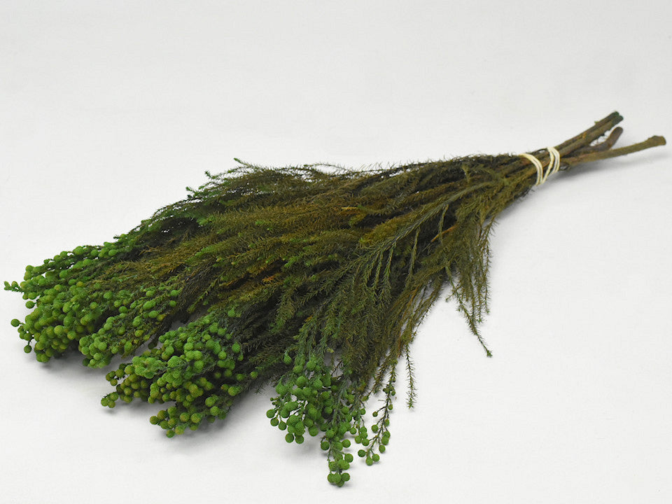 Lanuginosa Green 40 cm