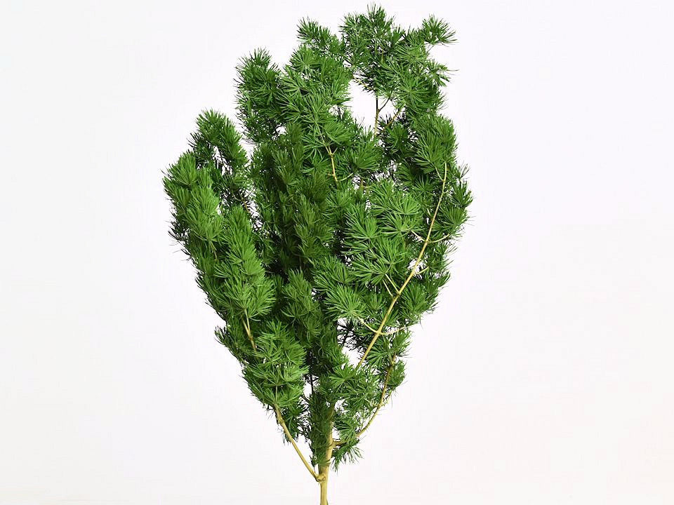 Ming Fern Groen 40 cm