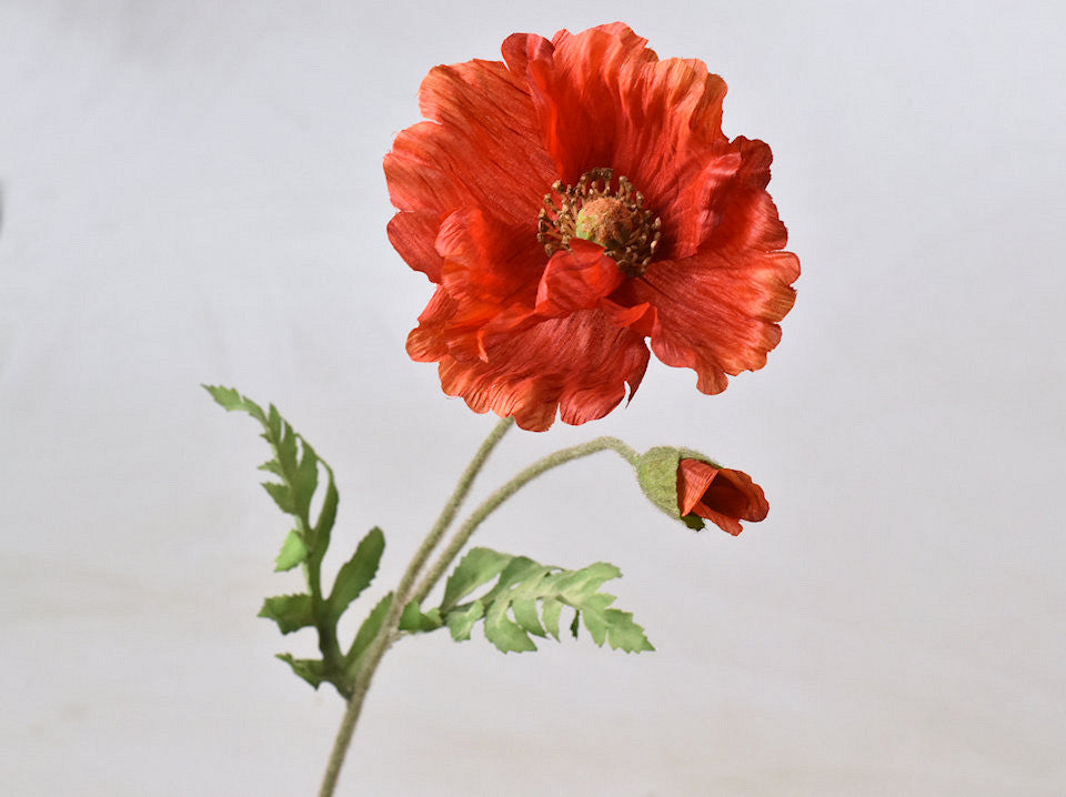 Poppy red 65cm
