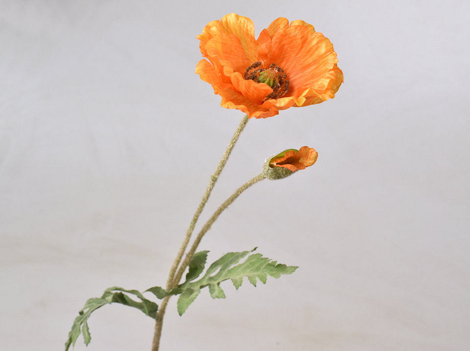 Mohn orange 65 cm