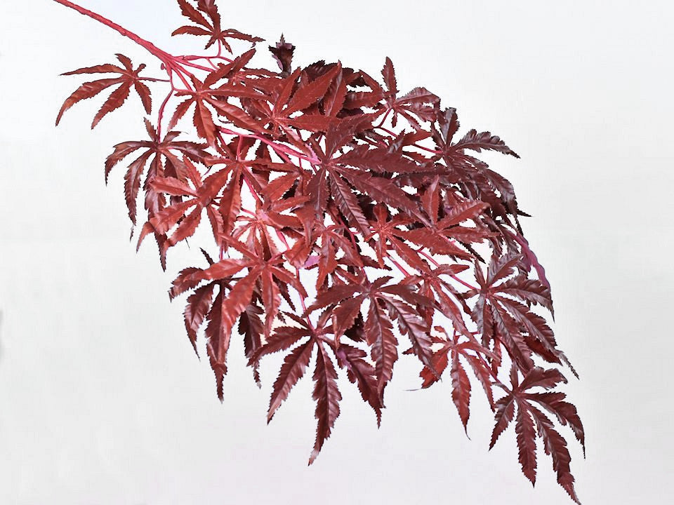 Érable japonais 70 cm rouge