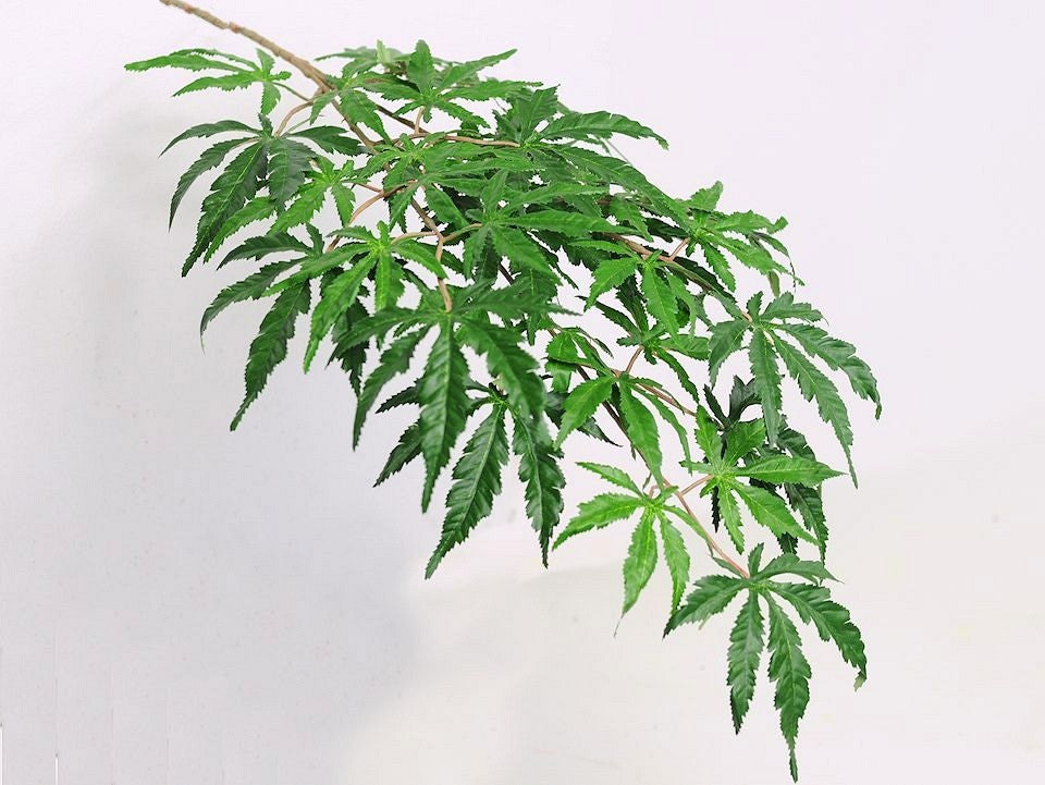 Japanese maple 70cm