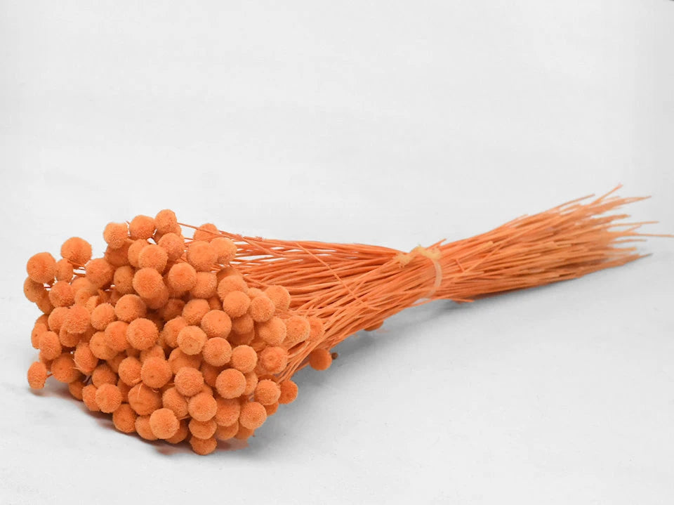 Botao Botton Dark blue dried