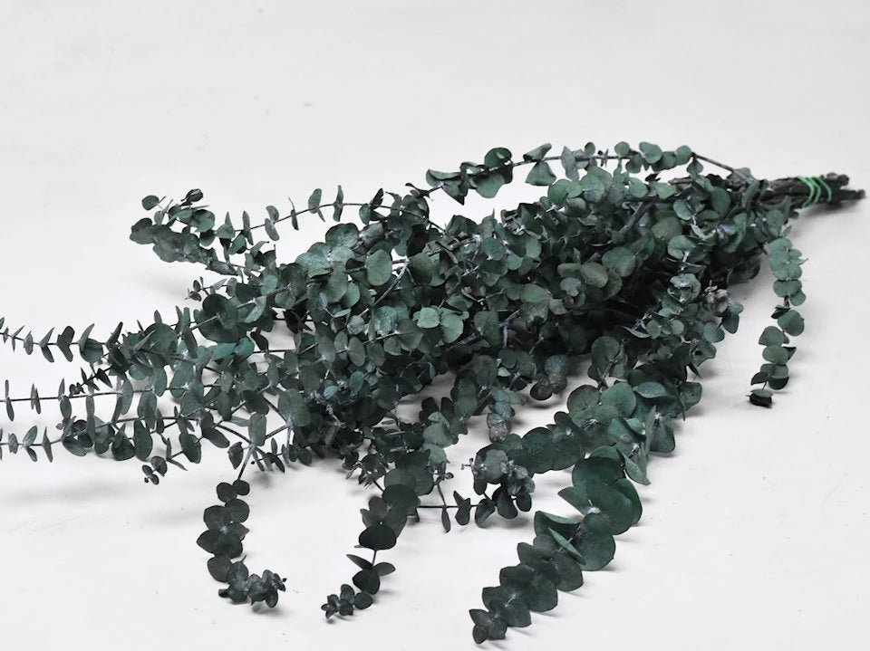 Eucalyptus Baby Mos Groen gepreserveerd