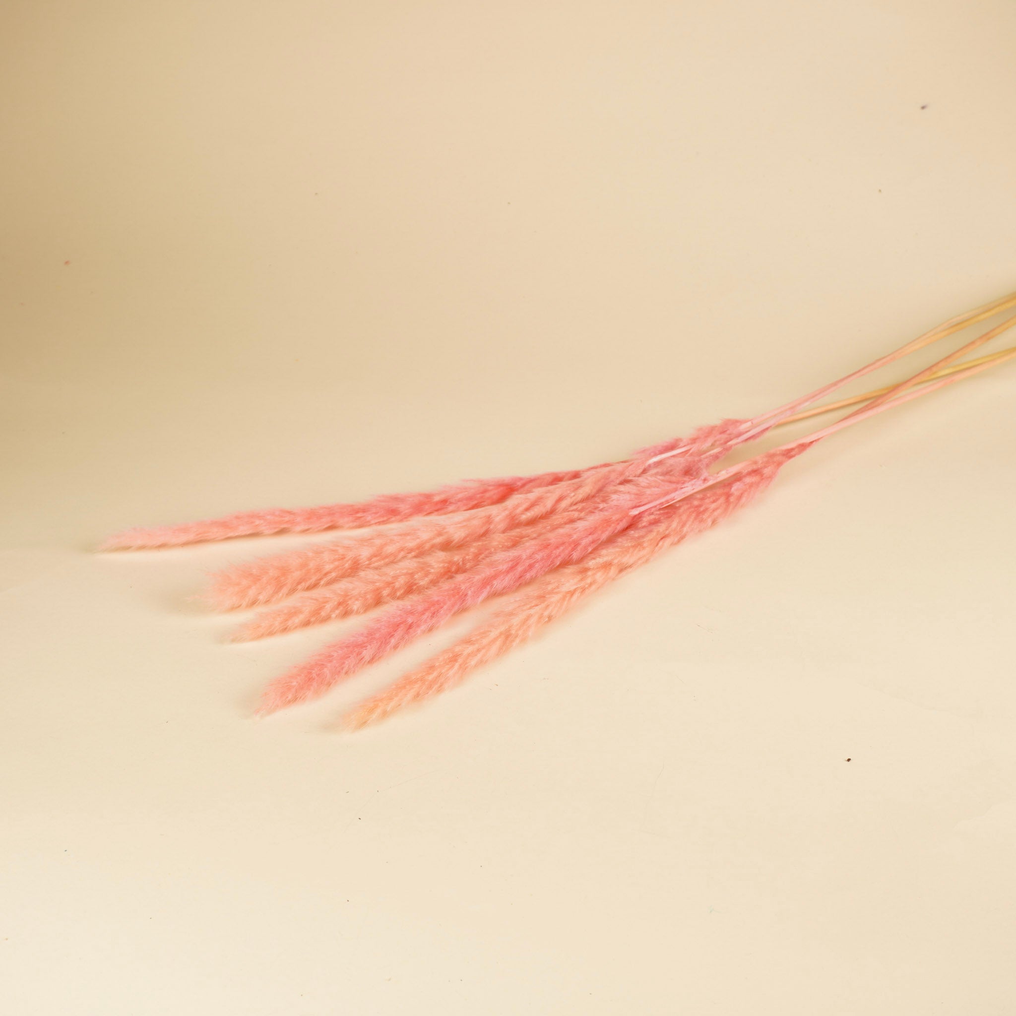 Flauschige Pampas (Miscanthus) fehlen hellrosa