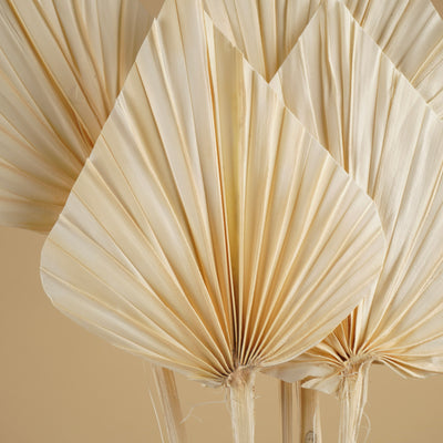 Palm Spear bleichte