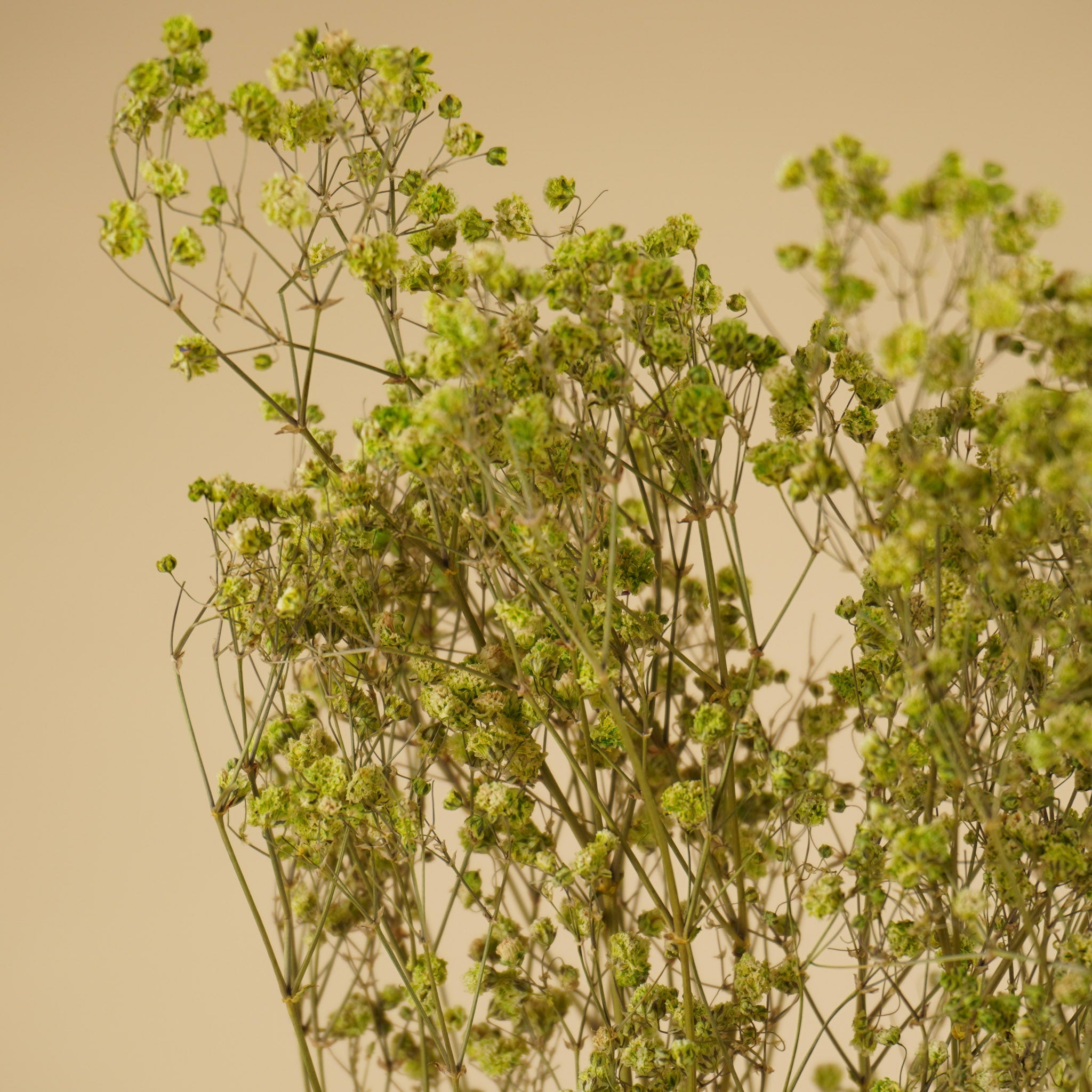 Gypsophila getrocknetes Grün (Gips)