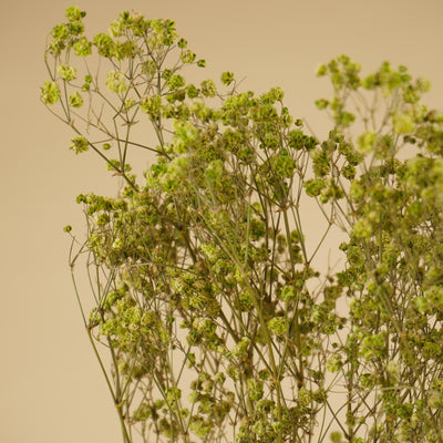 Gypsophila getrocknetes Grün (Gips)