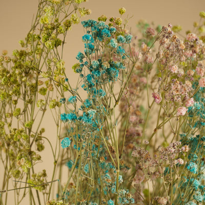 Gypsophila séché Rainbow (GIPSPRAID) - Diverses couleurs
