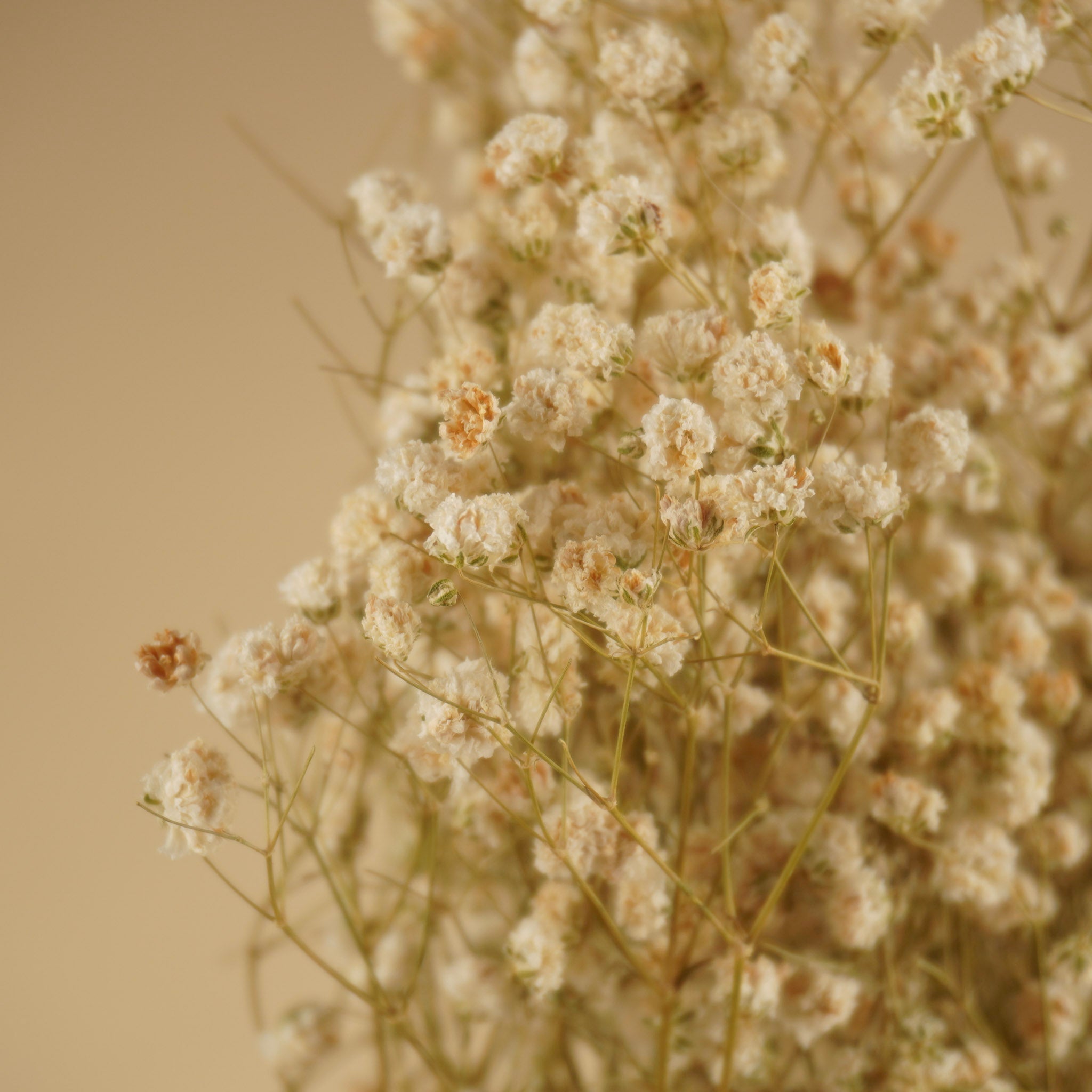 GIPSPRAID (Gypsophilia) White natural dried