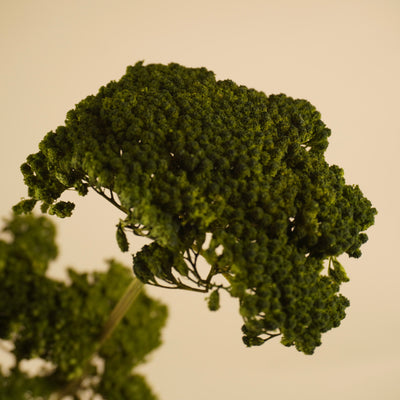 Séché Achillea vert peint