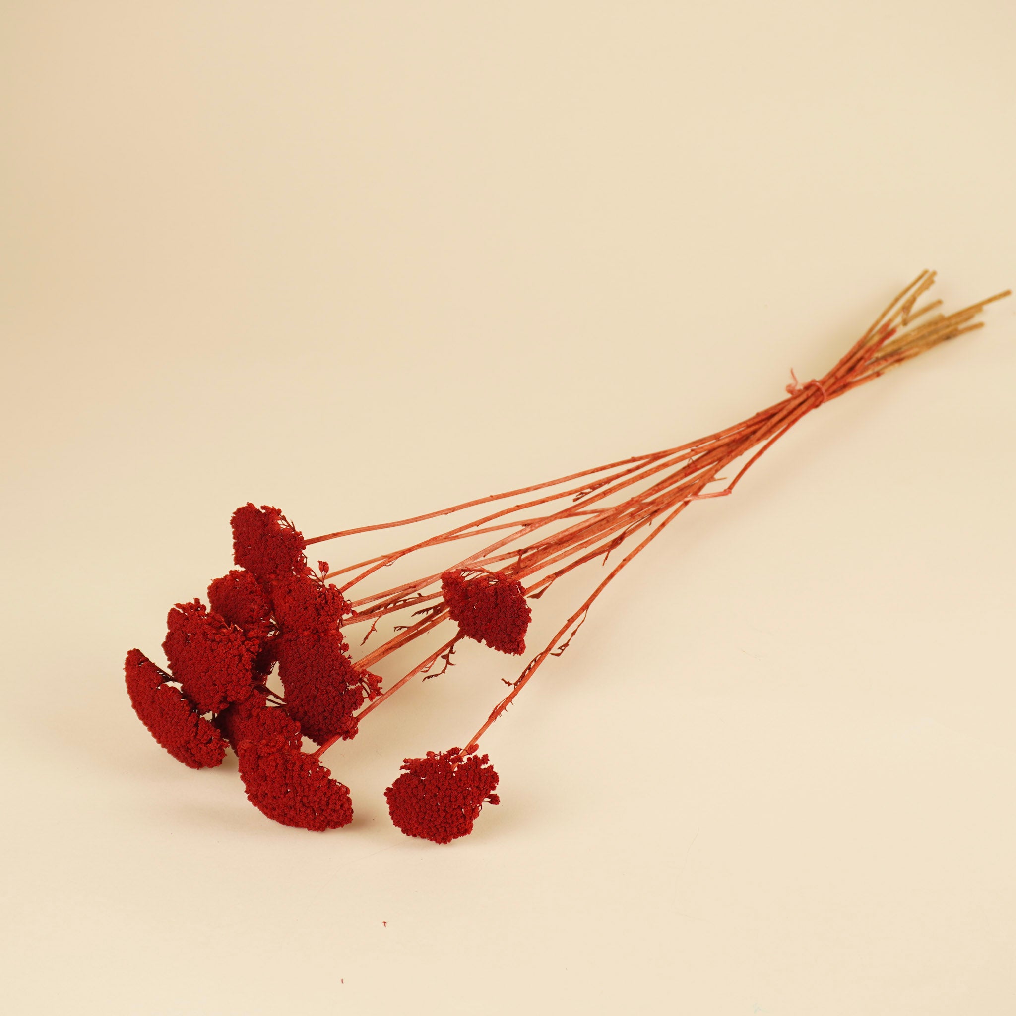 Séché Achillea Parker Red