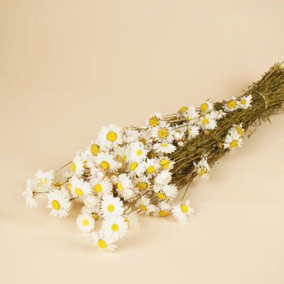 Acroclinium séché blanc