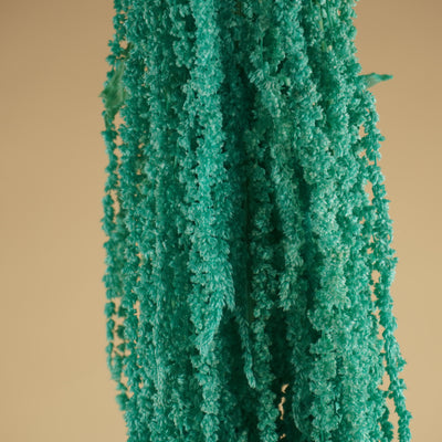 Amaranthus caudatus séché prêché aqua bleu