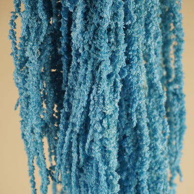 Getrockneter Amaranthus caudatus predigte hellblau