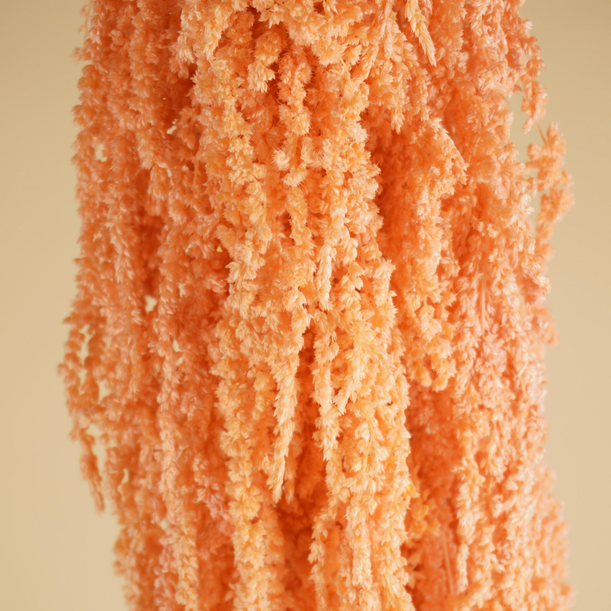 Saumon préservé de l'amaranthus caudatus séché