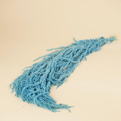 Getrockneter Amaranthus caudatus predigte hellblau