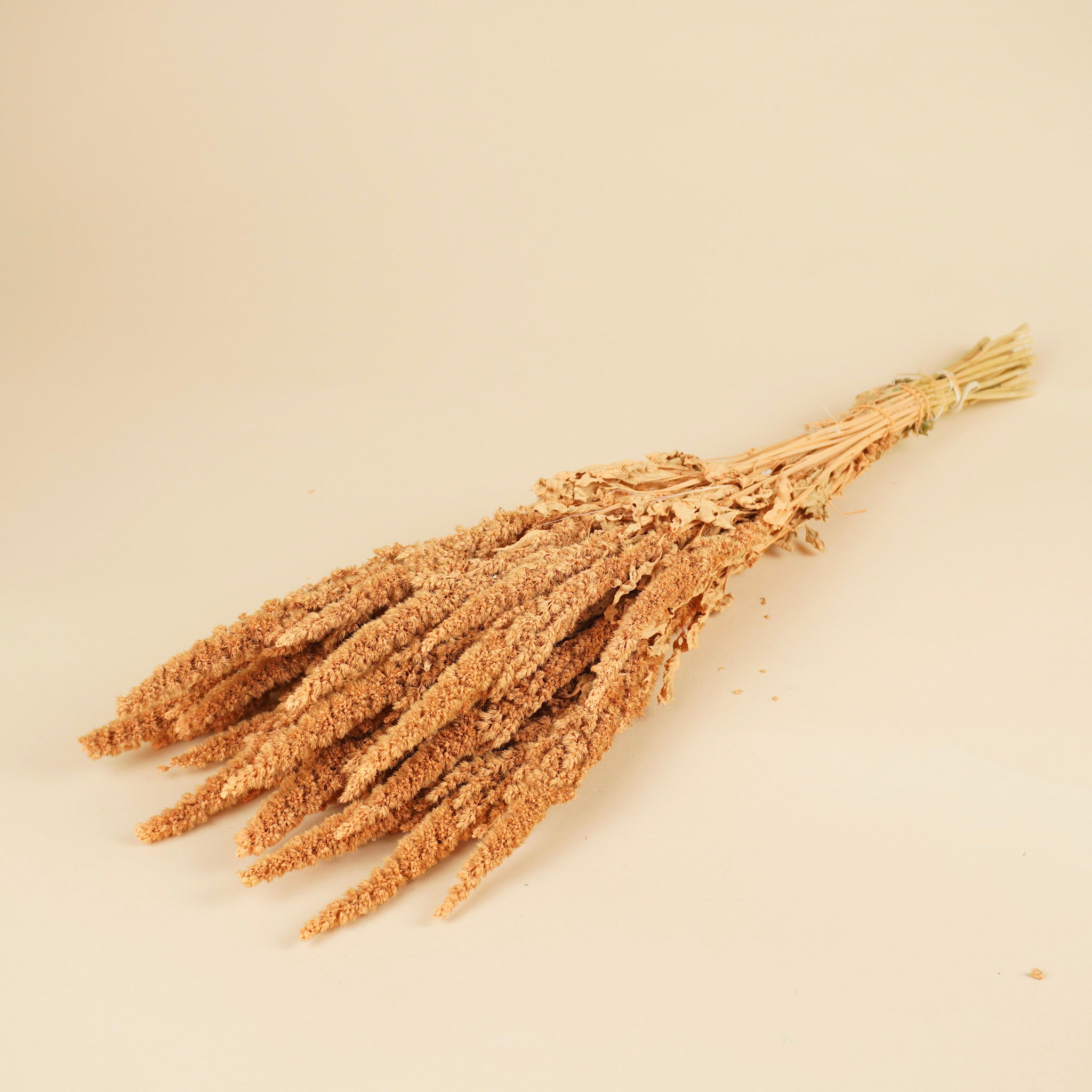 Getrocknetes Amaranthus coralle rosa
