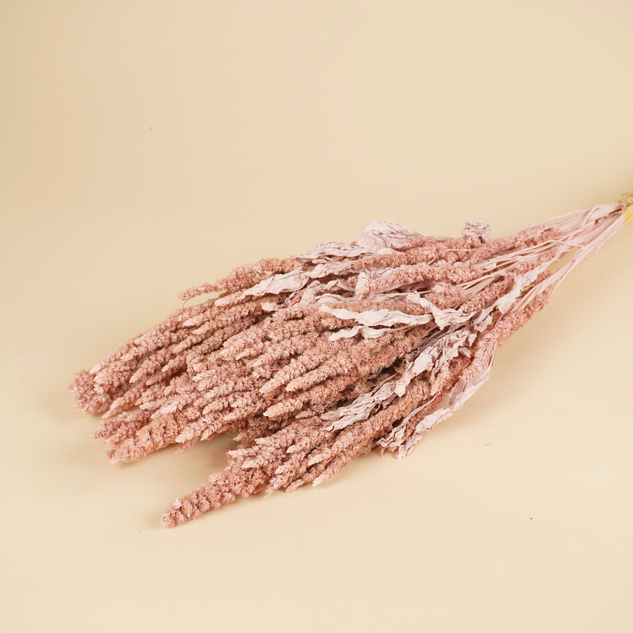 Séché amaranthus brut rose