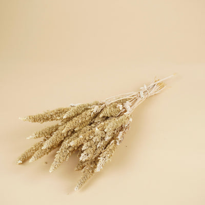 Séché amaranthus brumeux blanc