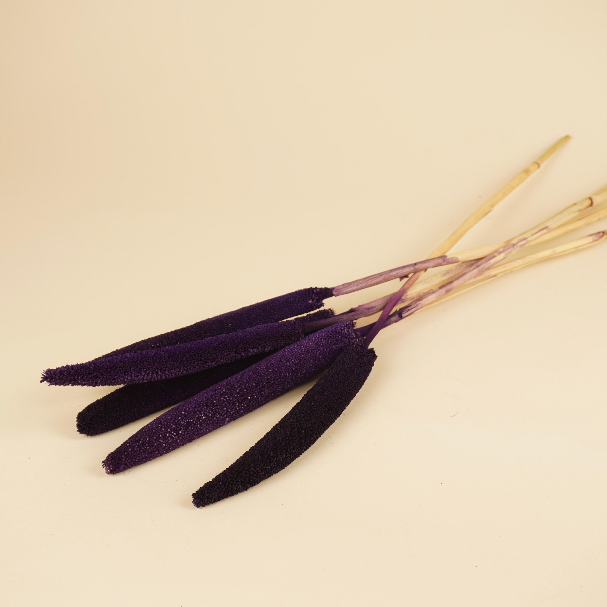Babala Purple
