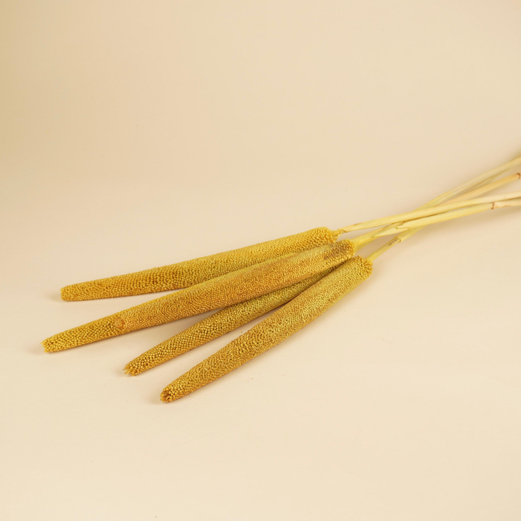 Gedroogde babala – geel