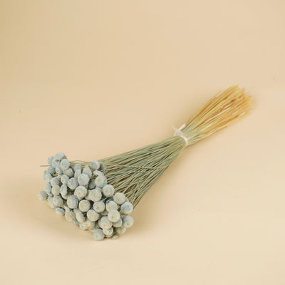 Gedroogde Botao botton – pastel blauw