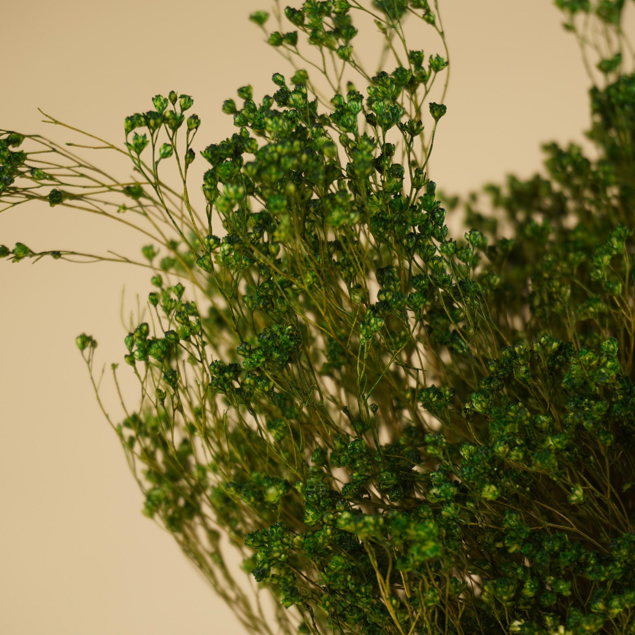 Broom séché Bloom Green