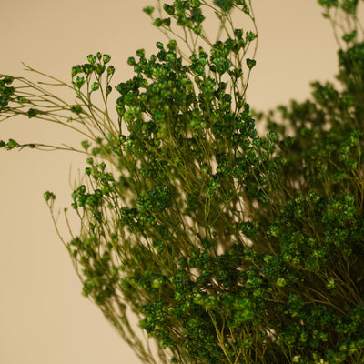 Broom séché Bloom Green