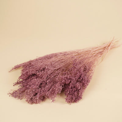 Broom séché Bloom milla violet
