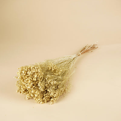 Dried Broom Bloom White Misty