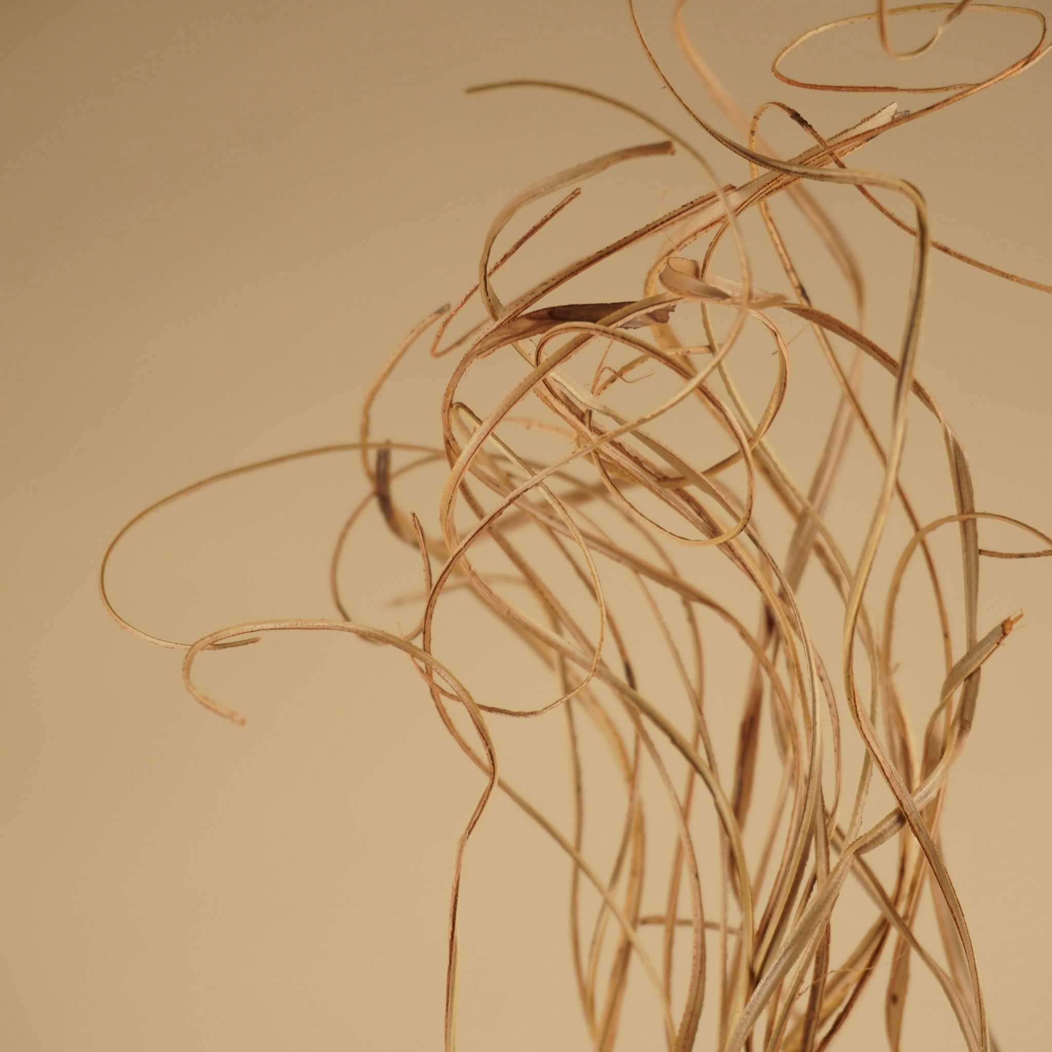 Curly Ting Rattan