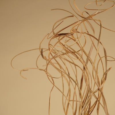 Curly Ting Rattan