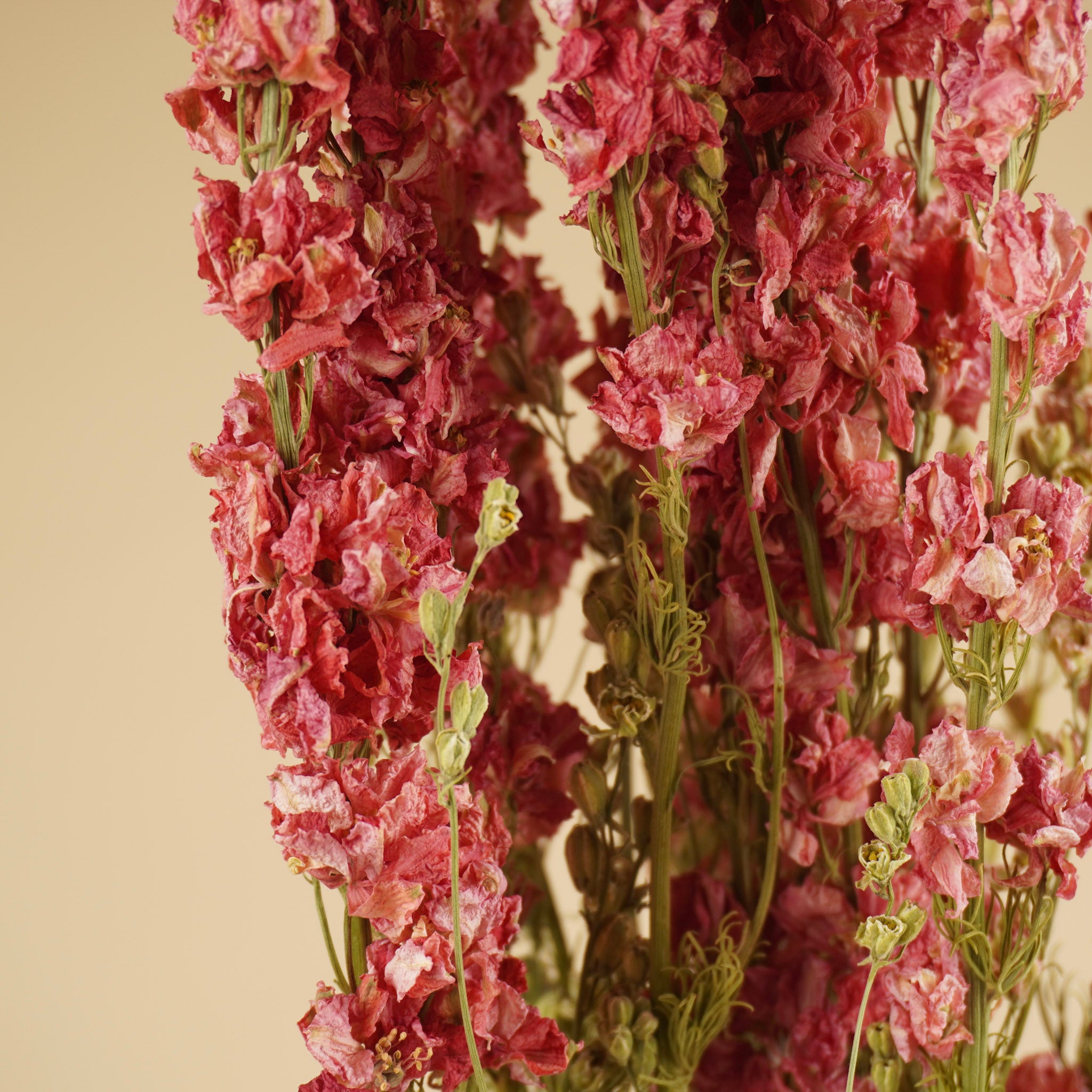 Dried Delphinium (Ridderspoor) Pink