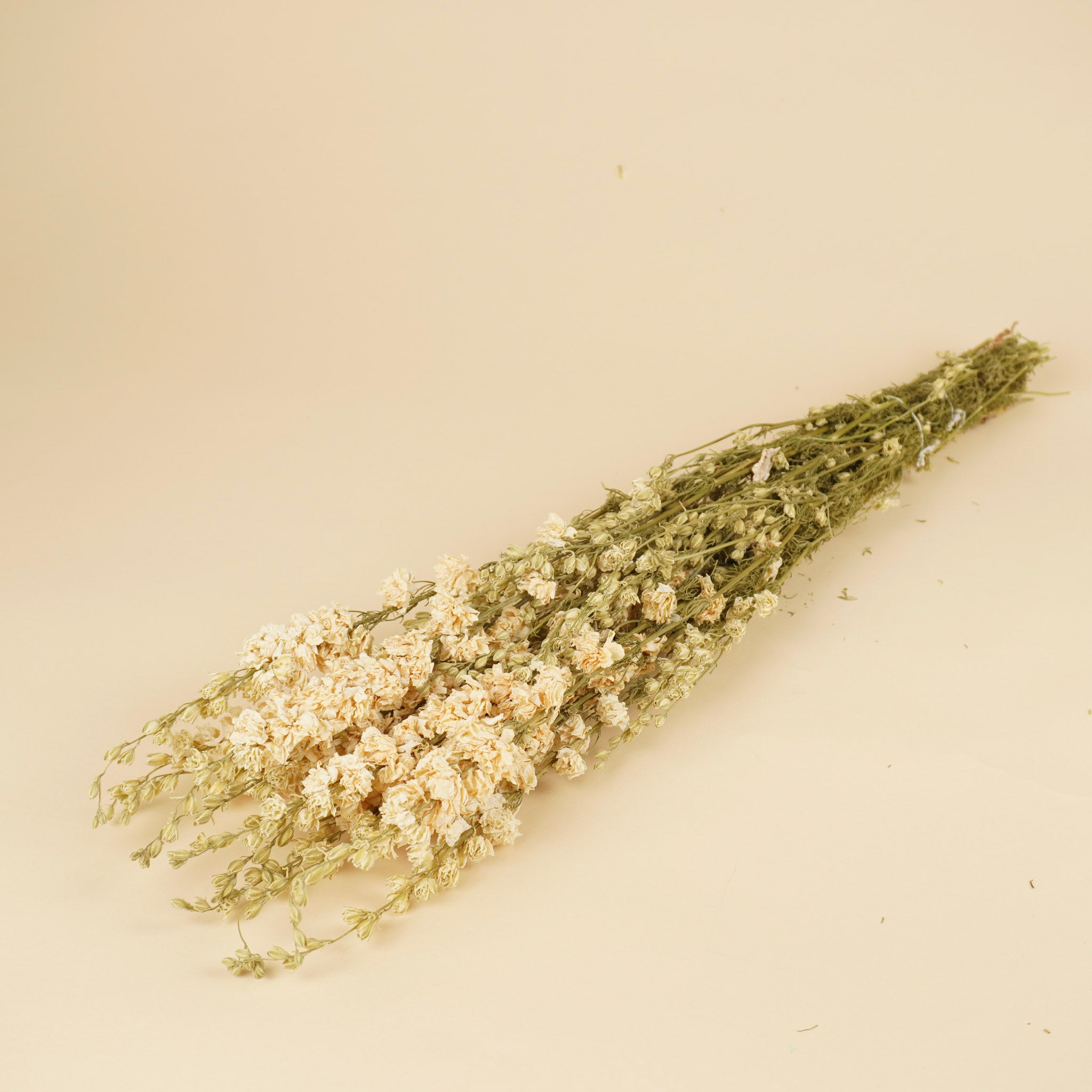 Getrocknetes Delphinium -Rätsel