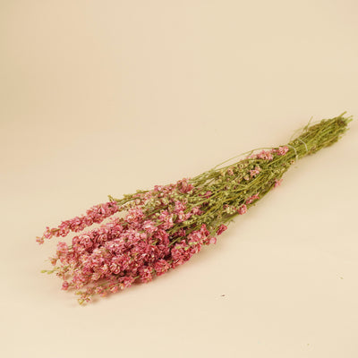 Dried Delphinium (Ridderspoor) Pink