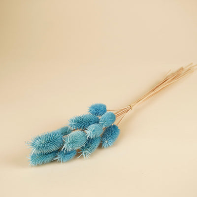 Gedroogde distel mini (cardi) – blauw